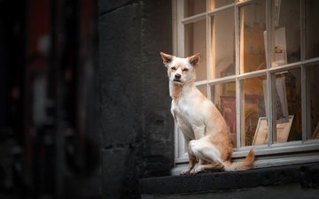 собака, дом, окно