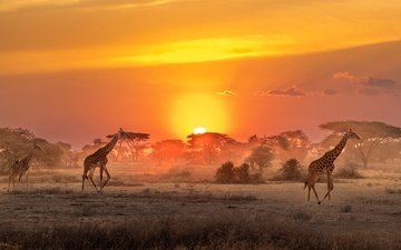 солнце, африка, саванна, жирафы