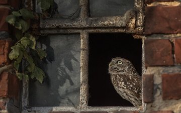 сова, птица, окно