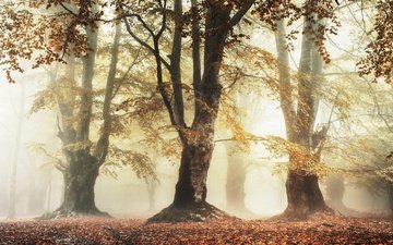 свет, деревья, лес, парк, утро, туман, ветки, листва, осень