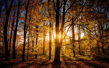 свет, деревья, лес, ветки, осень