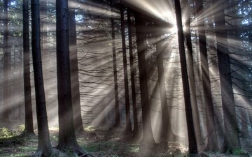 свет, деревья, природа, лес, лучи