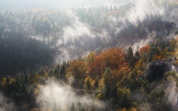 свет, деревья, природа, лес, туман, осень