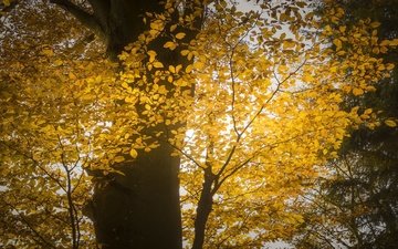 свет, дерево, осень