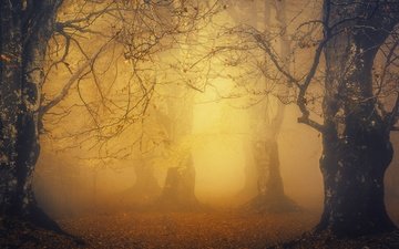 свет, лес, парк, туман, листва, осень