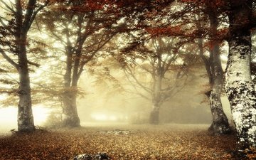 свет, лес, утро, туман, ветки, листва, осень