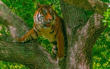 тигр, дерево, кошка, хищник