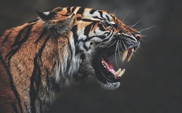 тигр, морда, клыки, профиль, темный фон, пасть, рык, агрессия