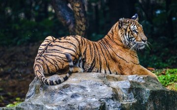 тигр, природа, лежит, камень, темный фон