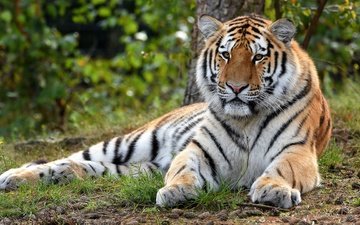 тигр, природа, лежит