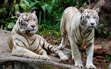 тигр, природа, тигры