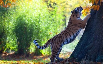 тигр, свет, природа, дерево, парк, поза, лапы, кусты, листва, осень, ствол, боке, стойка