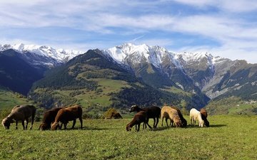 трава, горы, лес, луг, пастбище, овцы, альпы, стадо, овечки, пасутся, барашки, отара
