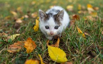 трава, листья, мордочка, листва, кошка, взгляд, осень, котенок, малыш, осенние листья