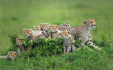 трава, поляна, мама, малыши, котята, гепард, гепарды, детеныши