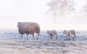 трава, снег, природа, дерево, зима, утро, туман, поле, иней, поляна, прогулка, малыши, бег, овцы, овечки