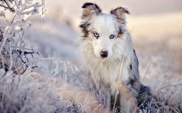 трава, снег, природа, зима, иней, взгляд, собака, голубые глаза, австралийская овчарка, аусси