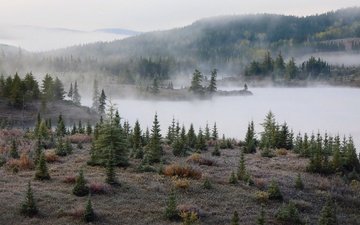 туман, осень, елки
