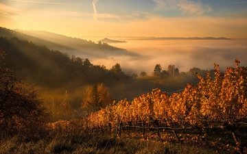 туман, осень, виноградник
