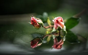 вода, бутоны, отражение, розы, розовые
