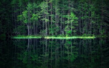 вода, лес, отражение