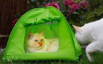 взгляд, кошки, палатка