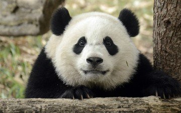 взгляд, панда, ушки