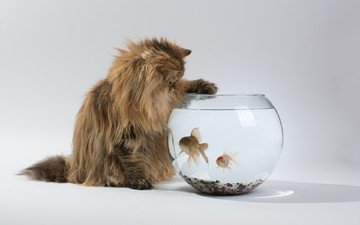 животные, кошка, рыбки, пушистый, аквариум