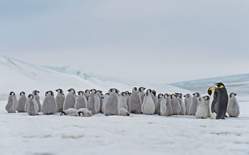 антарктика, птенцы, императорский пингвин