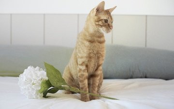 цветок, кот, кошка, взгляд, сидит, рыжий, постель, светлый фон, гортензия