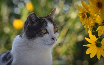цветы, кот, кошка, взгляд, боке