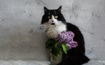 цветы, кот, кошка, взгляд, стена, букет, зеленые глаза, чёрно-белый, стакан, сирень