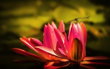 макро, насекомое, цветок, крылья, стрекоза, пруд, кувшинка, нимфея, водяная лилия