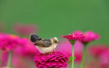 цветы, природа, птица