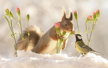 цветы, снег, природа, зима, птица, белка, друзья, синица, общение