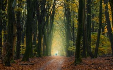 деревья, лес, осень, человек, нидерланды, опавшие листья