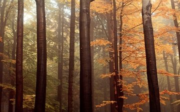 деревья, лес, ветки, стволы, листва, осень