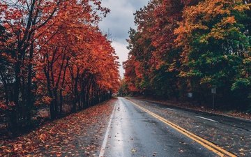 дорога, деревья, листья, осень, листопад