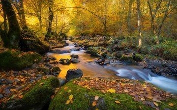 деревья, природа, камни, лес, листья, пейзаж, ручей, осень