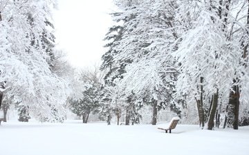 деревья, снег, лес, зима, парк, скамейка, лавочка
