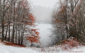 деревья, снег, лес, зима, туман, пруд
