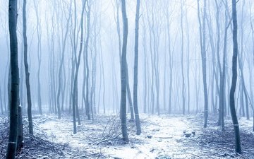 деревья, снег, природа, лес, зима, туман