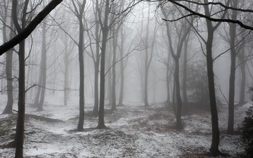 деревья, снег, природа, лес, зима, туман