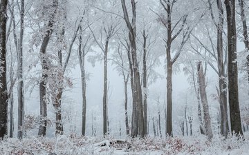 деревья, снег, природа, лес, зима, ветки, стволы, иней