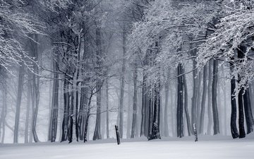 деревья, снег, природа, лес, зима, ветки, ветви, иней, монохром