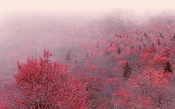 деревья, утро, туман, осень