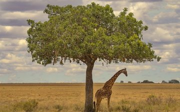 дерево, африка, жираф