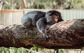 дерево, сон, спит, коала