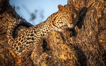 дерево, взгляд, леопард