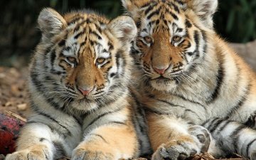 дикие кошки, тигрята, детеныши, тигры